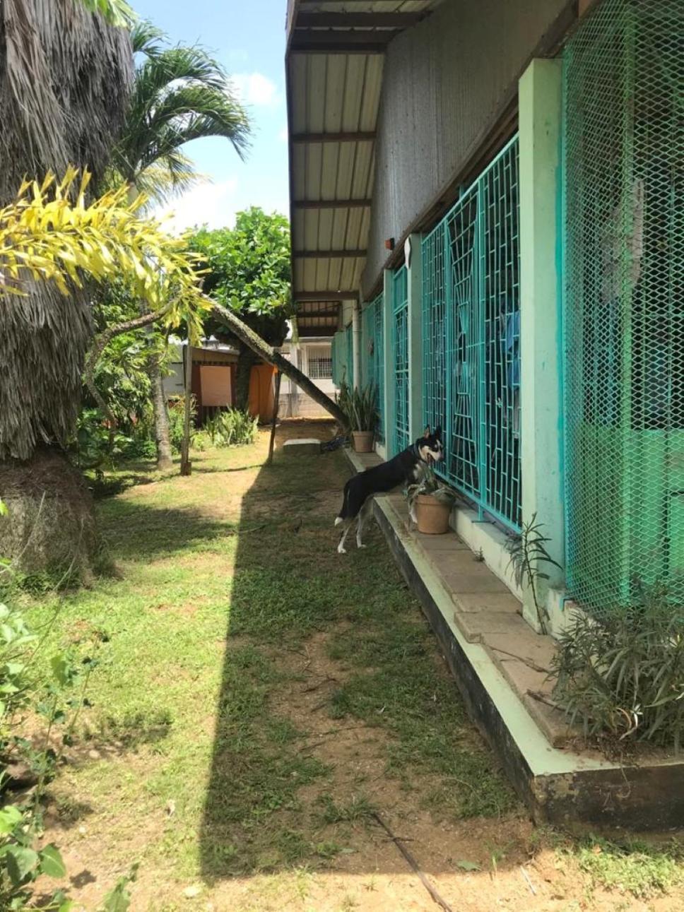 Unu Pikin Guesthouse Paramaribo Habitación foto